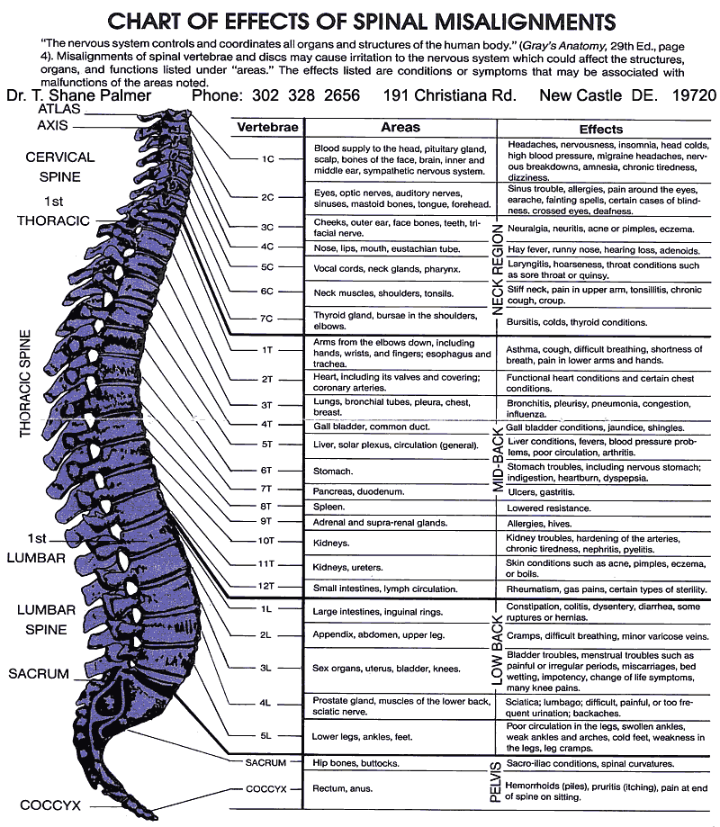 spine_nerve_explained_2.gif